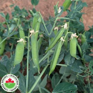 M-14 Organic Peas Thumbnail